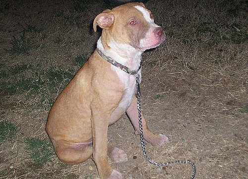 I Need Your Help . . . My Puppy Has Mange!