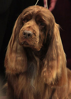 What Do You Know About Sussex Spaniels?