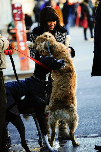 America Ferrera On Ugly Betty Set With Dogs America Ferrera On Ugly Betty Set With Dogs