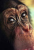 Congress Bans Chimps As Pets: In the LINK of an Eye!