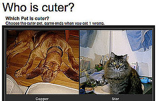 Which Pet Is Cuter? You Decide! 