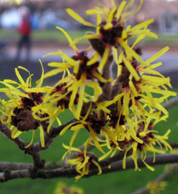 Witch Hazel 