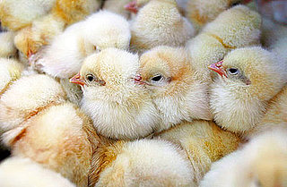 Have You Ever Had a Pet Chicken?