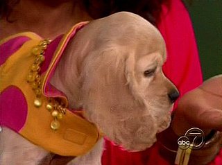 Oprah Winfrey's New Dog Sadie, a Cocker Spaniel