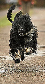 Breed Spotlight: Portuguese Water Dog