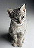 How Often Do You Clean the Litterbox?