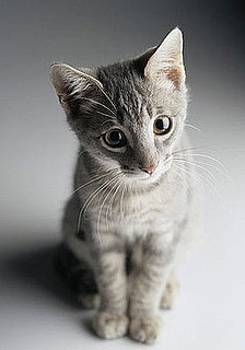 How Often Do You Clean the Litterbox?