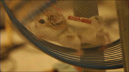 The Scoop: Hamsters Generate Electricity by Running a Wheel
