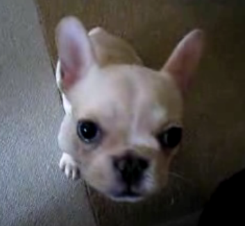 Smooshy Alert! Fuku Is a Heat-Seeking Star