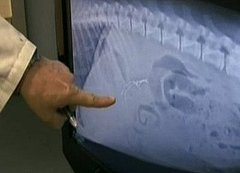 Jon and Kate Plus 8 Nala Eats a Toy: The German Shepherd Vet Visit Jon and Kate Plus 8 Nala Eats a Toy: The German Shepherd Vet Visit