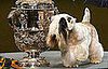 Chamin Wins the 2009 Crufts Dog Show!