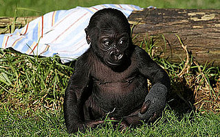 Hi, Hasani! SF Zoo's Gorilla Gets Named by Daddy