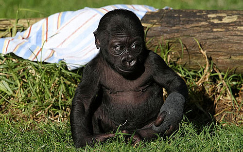 Hi, Hasani! SF Zoo's Gorilla Gets Named by Daddy