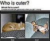 Can You Pick a Cuter Pet?