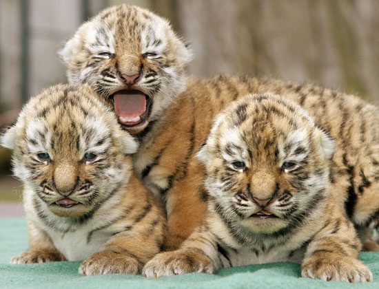 Bella's Tiger Babies Bella's Tiger Babies