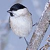 Give Back: Feed the Birds in Your Backyard