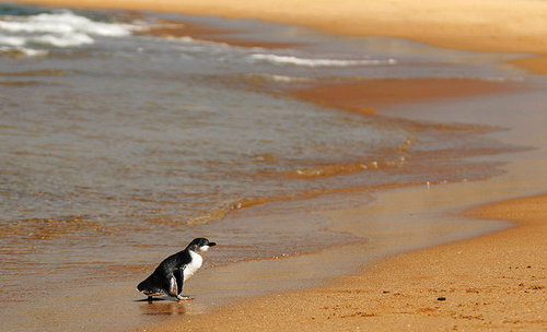 Two Little Penguins: North and South Two Little Penguins: North and South