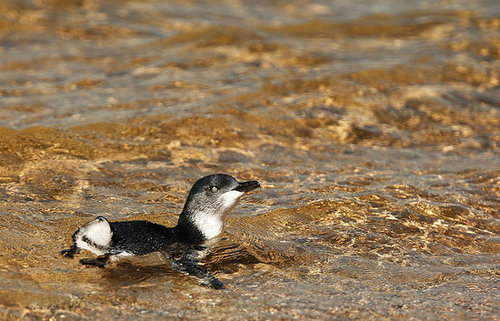 Two Little Penguins: North and South Two Little Penguins: North and South