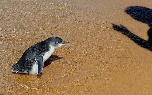 Two Little Penguins: North and South Two Little Penguins: North and South
