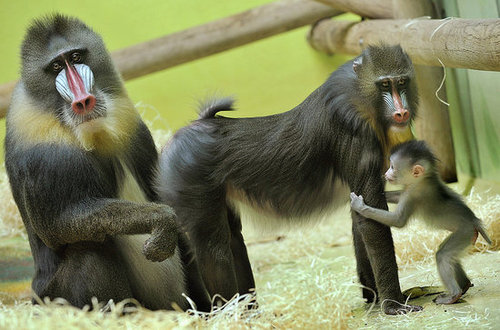 Baby Mandrill With Pablo and Zora Baby Mandrill With Pablo and Zora