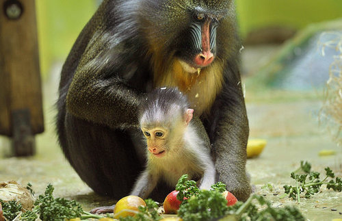 Baby Mandrill With Pablo and Zora Baby Mandrill With Pablo and Zora