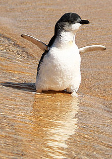 North and South Penguins Leave Sydney's Taronga Zoo Wildlife Hospital