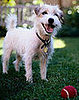 Two Reasons to Toss Tennis Balls in the Washer . . . and Dryer!