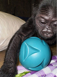 Registry Alert! Hasani Has a Ball . . . But Needs More