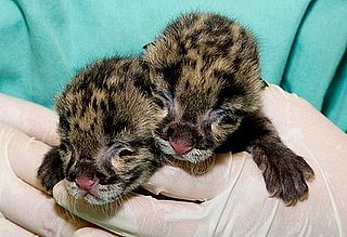 Spotted: Clouded Leopard Cubs, Up Close and Personal