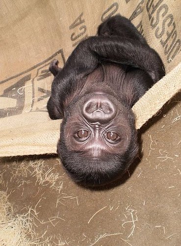 Hasani Needs Pressies! Hasani Needs Pressies!