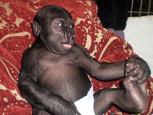 Hasani Needs Pressies! Hasani Needs Pressies!