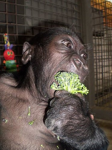 Hasani Needs Pressies! Hasani Needs Pressies!