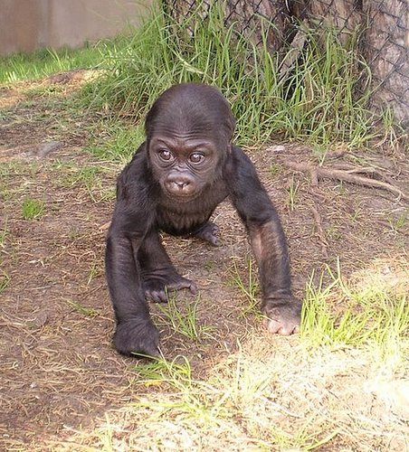 Hasani Needs Pressies! Hasani Needs Pressies!