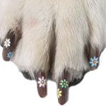 Pet Nail Appliqués: Spoiled Sweet or Spoiled Rotten?