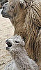 Jenny and Jolan the Camel-ly Family