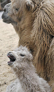 Awwdorable Baby: Jenny and Jolan the Camel-ly Family