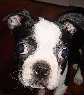 Ask PetSugar: Why Do My Pet's Eyes Look Awful in Photos?