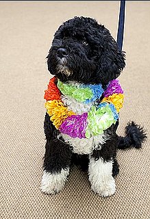 New Puppy Alert! Welcome, Bo (Obama)