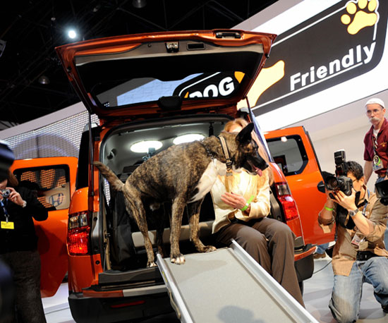 Honda Element Goes to the Dogs! Honda Element Goes to the Dogs!