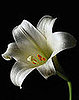 Kitty Lovers, Just Say "No Thanks" to Easter Lilies!