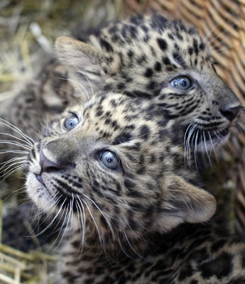 Leopards 'Zhongni' and 'Zhang Jie' Born At Hamburg's Hagenbeck Zoo in Gemany Leopards 'Zhongni' and 'Zhang Jie' Born At Hamburg's Hagenbeck Zoo in Gemany