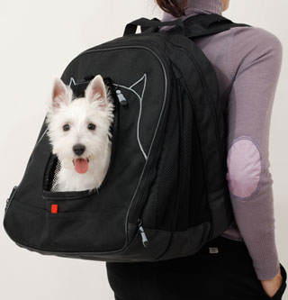 Is Your Dog a P@W?