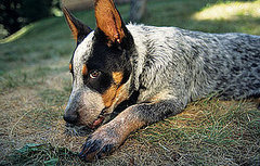 Why Do Dogs Eat Grass?