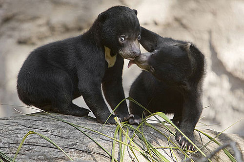 Name That Bear!