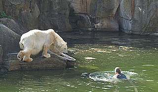 Quick-Thinking Zookeepers Save Woman From Hungry Bears