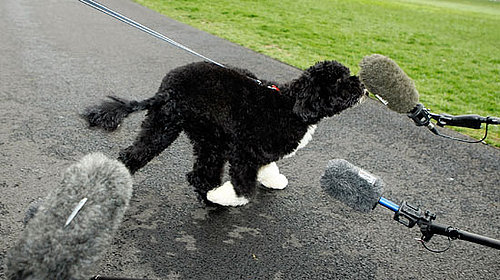 Photos of Barack Obama's Dog Bo
