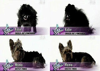 Groomer Has It, Episode Two: Did You Agree?