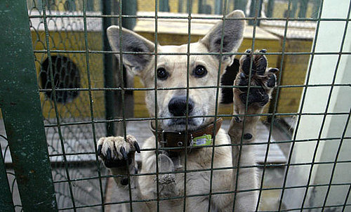 Wild Animals Need Furs