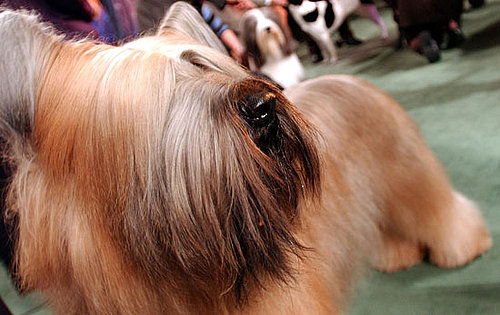 Guess What Breed?