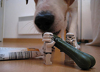 This Just In: Getting Greenies Just Got a Little More Difficult . . .